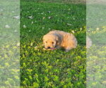 Litter of 5 - Male Cavapoo (Miniature)Litter of Puppies for Sale - Photo #6
