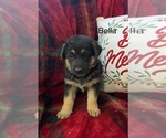 Puppy Bella German Shepherd Dog