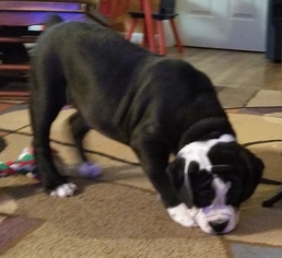 Medium Olde English Bulldogge