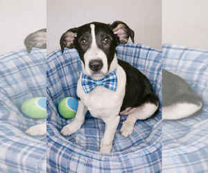 Border Collie-Unknown Mix Dogs for adoption in Mt. Laurel, NJ, USA