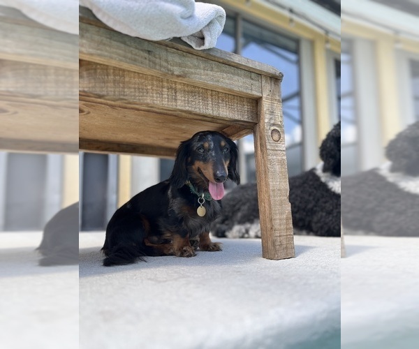 Medium Photo #1 Dachshund Puppy For Sale in GOTHA, FL, USA