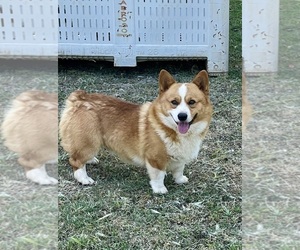 Father of the Pembroke Welsh Corgi puppies born on 06/10/2025