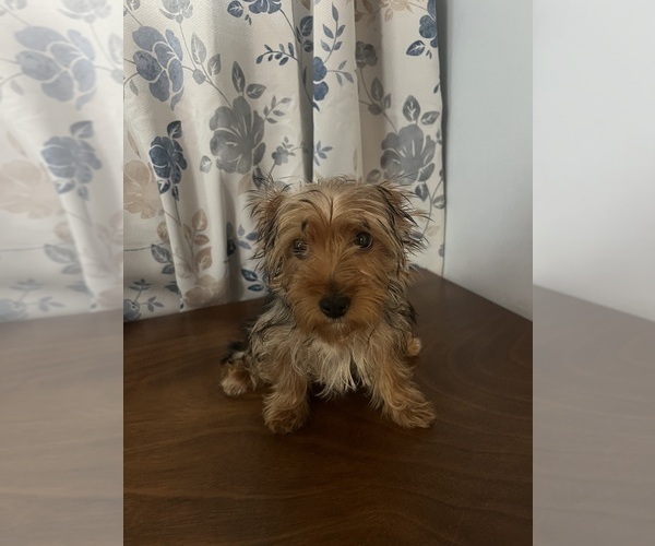 Medium Photo #13 Yorkshire Terrier Puppy For Sale in DURHAM, CT, USA