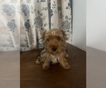 Small Photo #13 Yorkshire Terrier Puppy For Sale in DURHAM, CT, USA