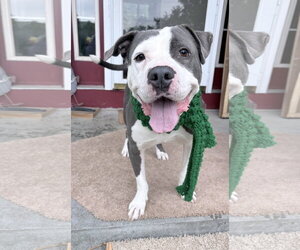 Smokey *TRANSPORTATION AVAILABLE* - Male Mutt Dog for Adoption - Photo #10