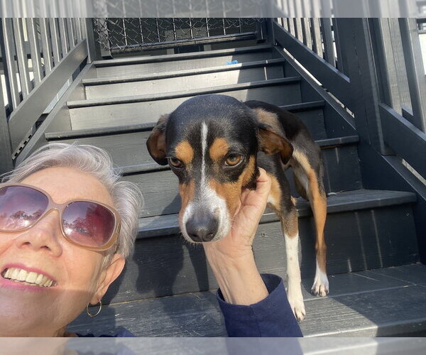 Medium Photo #4 Beagle-Unknown Mix Puppy For Sale in Mooresville, NC, USA