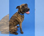 DIEGO - Male Mutt Dog for Adoption - Small photo