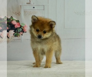 Medium Pomeranian