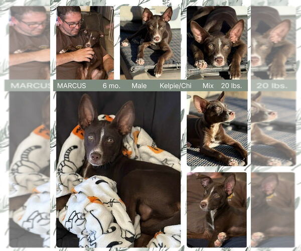 Medium Photo #6 Australian Kelpie-Chihuahua Mix Puppy For Sale in Mesa, AZ, USA