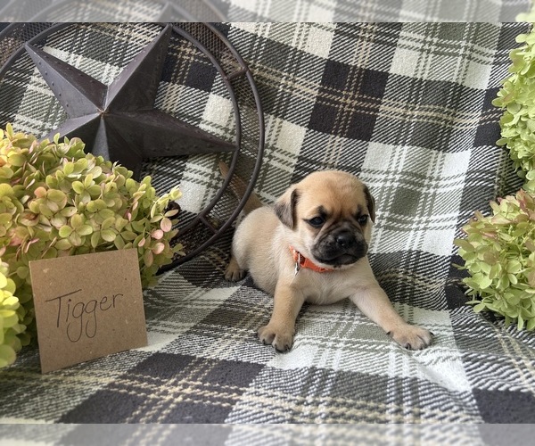 Medium Photo #2 Puggle Puppy For Sale in ELKTON, VA, USA