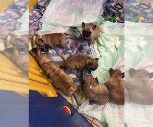 French Bulldog Puppy for sale in SAINT JOHNS, FL, USA