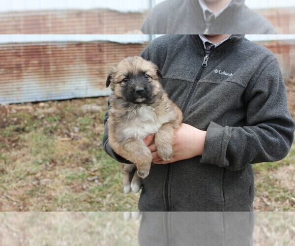 Medium Photo #3 Shollie Puppy For Sale in PENNVILLE, IN, USA