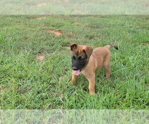 Belgian Malinois Puppy for Sale in CHESNEE, South Carolina USA