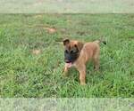 Small Photo #1 Belgian Malinois Puppy For Sale in CHESNEE, SC, USA