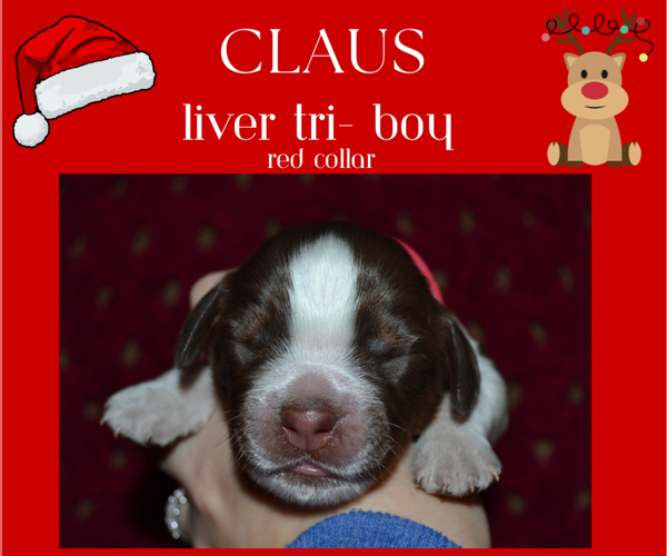 Medium Photo #4 English Springer Spaniel Puppy For Sale in LITCHFIELD, MN, USA