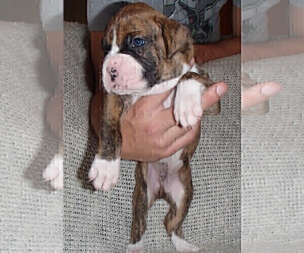 Medium Photo #7 Boxer Puppy For Sale in TOMBALL, TX, USA