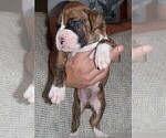 Small Photo #7 Boxer Puppy For Sale in TOMBALL, TX, USA