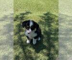 Small #4 Aussie-Corgi