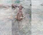 Small Photo #10 Rhodesian Ridgeback Puppy For Sale in ROCHESTER, WA, USA