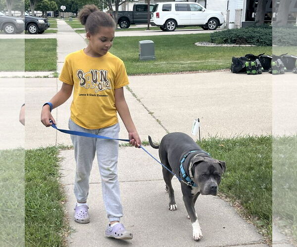 Medium Photo #10 American Pit Bull Terrier-Unknown Mix Puppy For Sale in Fargo, ND, USA
