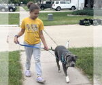 Small #9 American Pit Bull Terrier Mix