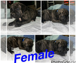 Small #4 Cane Corso-Presa Canario Mix