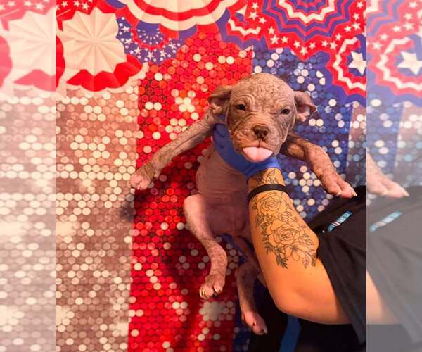 Medium Photo #19 Mutt Puppy For Sale in New York, NY, USA