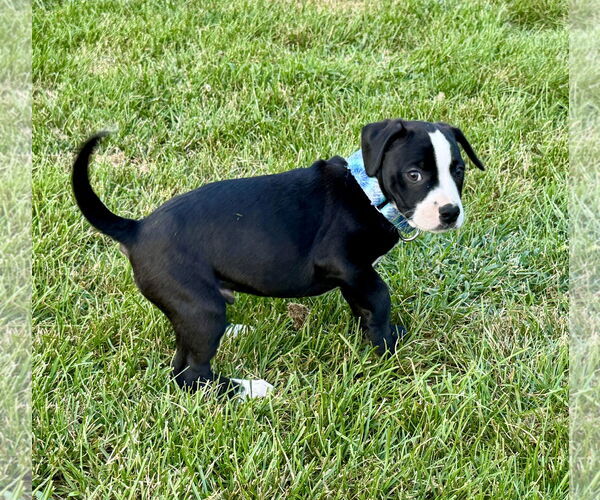 Medium Photo #2 Bearded Collie-Unknown Mix Puppy For Sale in Des Moines, IA, USA