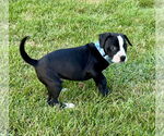 Small #1 Bearded Collie Mix