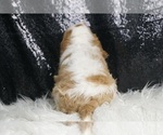 Small #6 Cavalier King Charles Spaniel