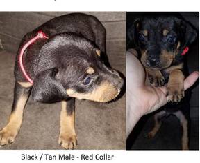 Catahoula Leopard Dog Puppy for sale in HUNTINGTON, TX, USA