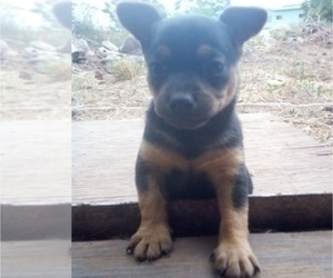Chihuahua Puppy for sale in NANAKULI, HI, USA