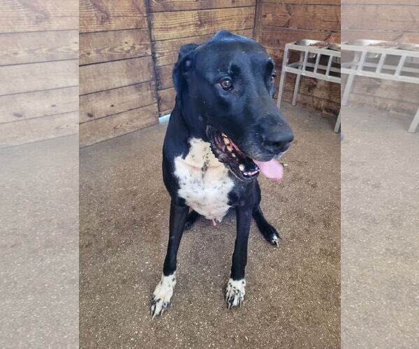 Medium Photo #3 Great Dane Puppy For Sale in Palm Beach, FL, USA