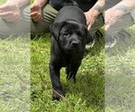 Small #6 Labrador Retriever Mix