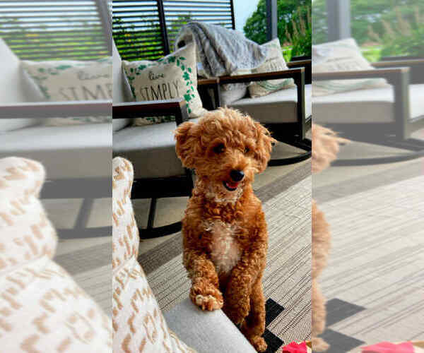 Medium Photo #1 Pyredoodle (Toy) Puppy For Sale in INMAN, SC, USA