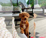 Small Photo #1 Pyredoodle (Toy) Puppy For Sale in INMAN, SC, USA
