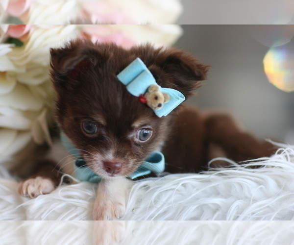 Medium Photo #3 Chihuahua Puppy For Sale in PEMBROKE PINES, FL, USA