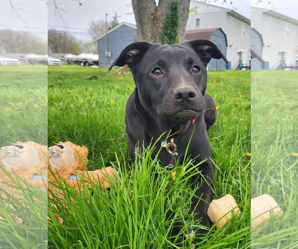 Medium Photo #15 American Pit Bull Terrier-Unknown Mix Puppy For Sale in Germantown, OH, USA