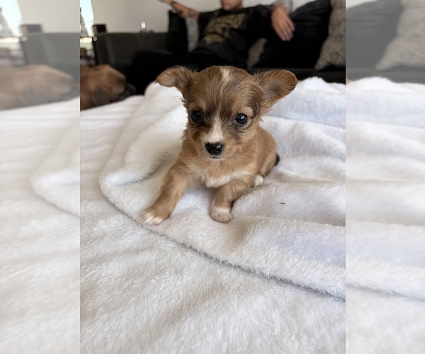 Medium Photo #36 Chihuahua Puppy For Sale in SAN ANTONIO, TX, USA
