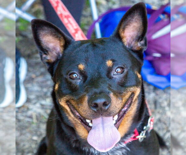 Medium Photo #10 Mutt Puppy For Sale in Canton, CT, USA