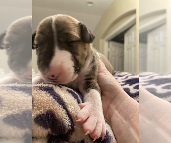 Medium Photo #7 Miniature Bull Terrier Puppy For Sale in CORONA, CA, USA