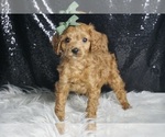Puppy Miles F1B Cavapoo