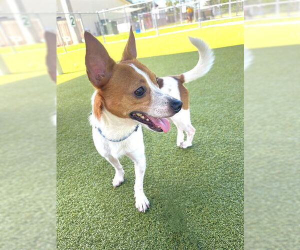 Medium Photo #2 Chihuahua Puppy For Sale in Naples, FL, USA