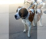 Small Photo #2 Saint Bernard Puppy For Sale in PEYTON, CO, USA