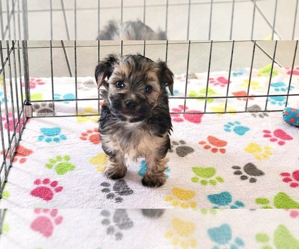 Medium Photo #12 Morkie Puppy For Sale in ORO VALLEY, AZ, USA