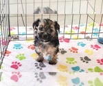 Small #11 Morkie
