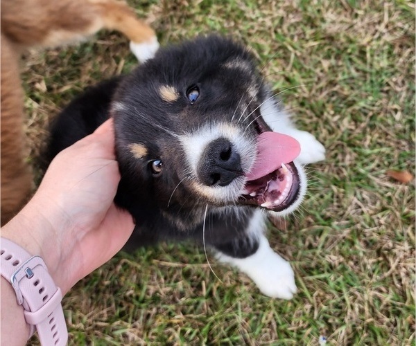 Medium Photo #18 Australian Shepherd Puppy For Sale in MARIANNA, FL, USA
