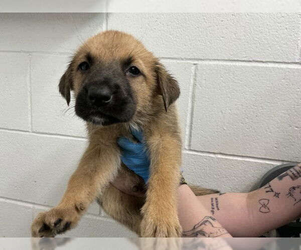 Medium Photo #2 Holland Shepherd-Unknown Mix Puppy For Sale in San Bernardino, CA, USA