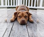 Small #7 American Pit Bull Terrier-Jack Russell Terrier Mix