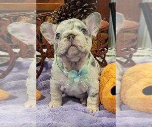 French Bulldog Puppy for sale in YANTIS, TX, USA